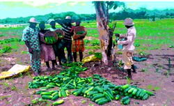 Harvests prove cucumber, carrot  can grow in the S’East