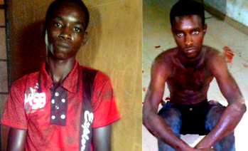 Herdsmen butchaer colleague over cattle