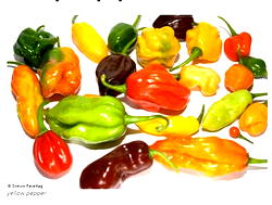 Nsukka pepper: MSMEs registration surges in South-East-NAFDAC
