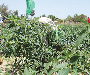 2017 Budget hints opportunities for SMEs, agro entrepreneurship