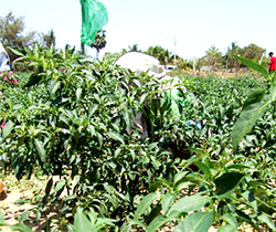 Agro exports crash 31% as port delays, pesticides trigger global rejections