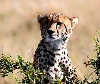 World’s fastest animal, Cheetah speeding to extinction