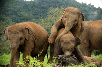 293 elephants, 96 people killed in Sri Lanka’s human-elephant conflict this year