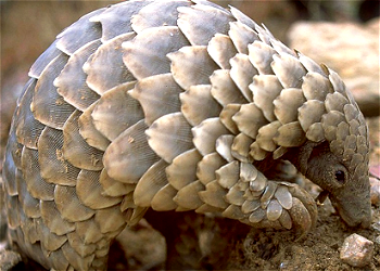 Singapore impounds container from Nigeria with pangolins worth $38m