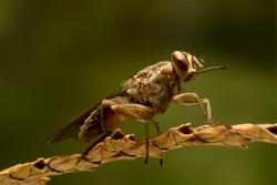 Sleeping sickness to be eliminated in 6 years