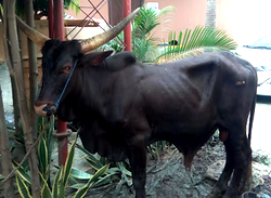 Man surprises Air Peace with cow gift over Uyo route
