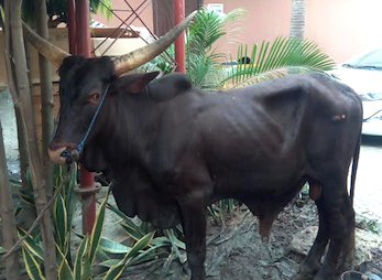 Controversy trails killing of Ngige’s kinsman in place of cow