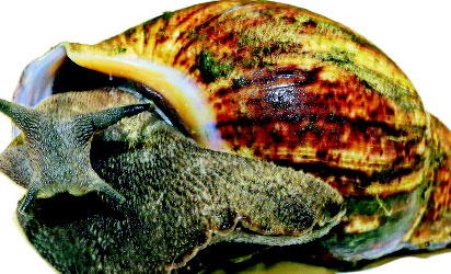 snail