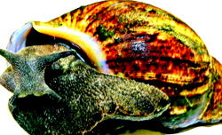 C-River community where snail is deity