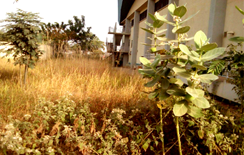 Reptiles, weed take over Abuja National Stadium as Sports ministry staff abandon offices