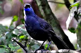 Bird wanted alive: $3,638 reward for anyone who sights it
