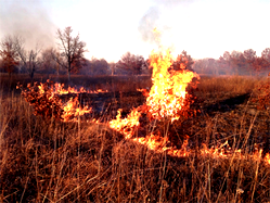 Delta CP warns against indiscriminate bush burning