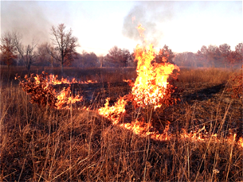 Delta CP warns against indiscriminate bush burning