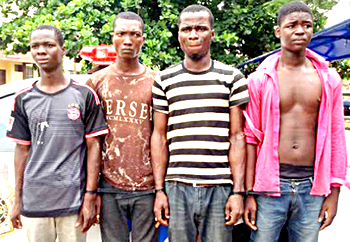 Fight over phone gives away  gang of robbers, rapists