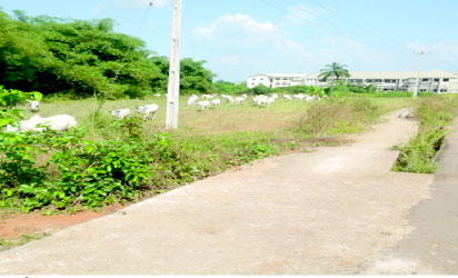Designated grazing areas" amount to nothing but land seizure!