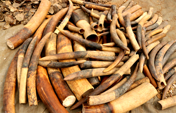 Vietnam makes fresh ivory, pangolin haul from Nigeria