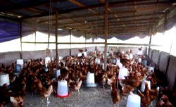 Bird flu kills 11,000 birds in 6 Plateau farms