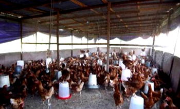 Amo farm unveils Noiler bird initiative to empower rural communities