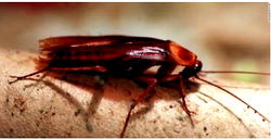 Video: She woke up with headache, doctors pull live cockroach from her skull