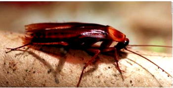 Video: She woke up with headache, doctors pull live cockroach from her skull