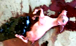 Woman gives birth to strange creature after 3-year pregnancy