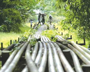 pipelines niger delta I broke oil pipelines to send my children to school, feed them —Father of five 