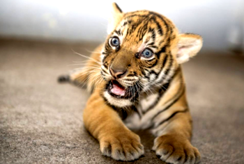 Igbinedion gives Oba of Benin seven-month old Tiger