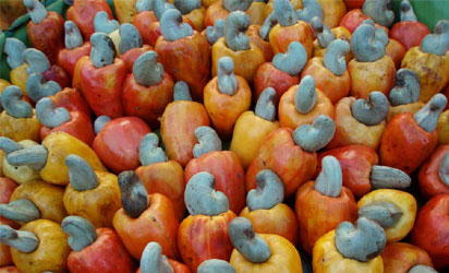 Cashew farming best sale