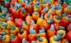 Nigeria loses billions to poor govt attention on cashew production ― Uzoechi