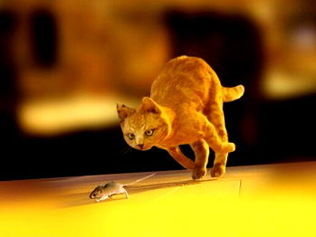 How cats help you in fighting lassa fever – Gombe Health Commissioner