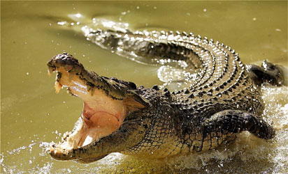 Wife saves husband from crocodile’s jaws