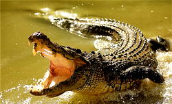 Wife saves husband from crocodile’s jaws