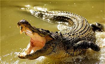 Wife saves husband from crocodile’s jaws