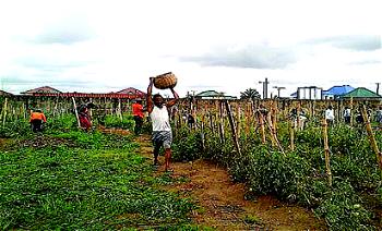 Sasakawa Global 2000 advises farmers against using Gramozone herbicide
