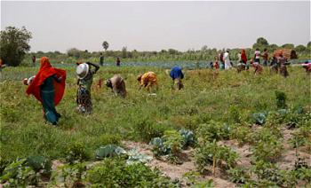 Farmers favour use of organic fertiliser for fruit, vegetable farming