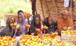Why tomatoes  are scarce by traders