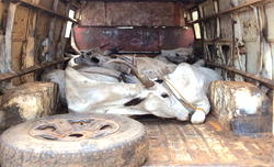 Police captures 20 cattle rustlers in Benue