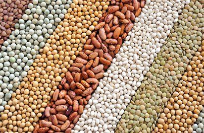 EU Ban: NAQS discloses effort to make Nigerian beans acceptable internationally