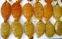 Traffickers now swallow condoms filled with liquid cocaine