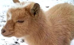 Nigerian goat named Cinnamon declared missing in USA