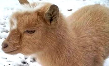Nigerian goat named Cinnamon declared missing in USA
