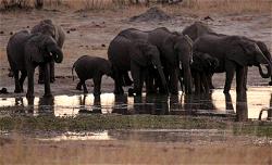 Elephant kills hunter in Zimbabwe