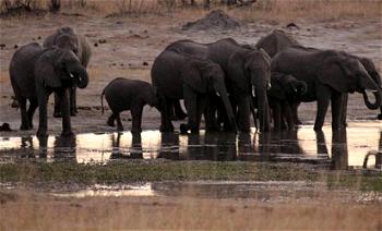 Just in: Over 100 elephants die in Botswana in suspected anthrax outbreak