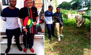 Photos: IPOB supporters donate Cow allegedly named ‘Buhari’ to Nnamdi Kanu
