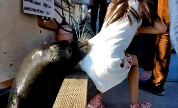 Sea lion attacks girl-tourist