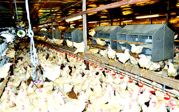 Mohaz group builds biggest poultry farm in South-east