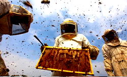 10 Nigerian women win N15m in 618 Bees competition