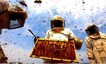 133m bees escape in U.S. as truck overturns