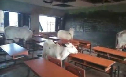 Video: Cattle invade Edo primary school classrooms - Vanguard News