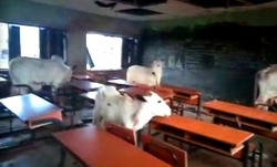 Video: Cattle invade Edo primary school classrooms
